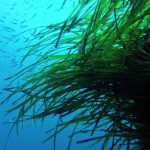 Progetto Posidonia: ripristinate 2.500 piante nel mare sardo