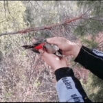 Bracconaggio in Sardegna: quattro persone denunciate e centinaia di strumenti per la cattura di uccelli sequestrati