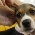 Al via i 7 referendum per salvare gli animali da torture e sfruttamento. De Salvo: “Non ci fermeremo finchè non vinceremo”