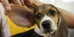 Al via i 7 referendum per salvare gli animali da torture e sfruttamento. De Salvo: “Non ci fermeremo finchè non vinceremo”